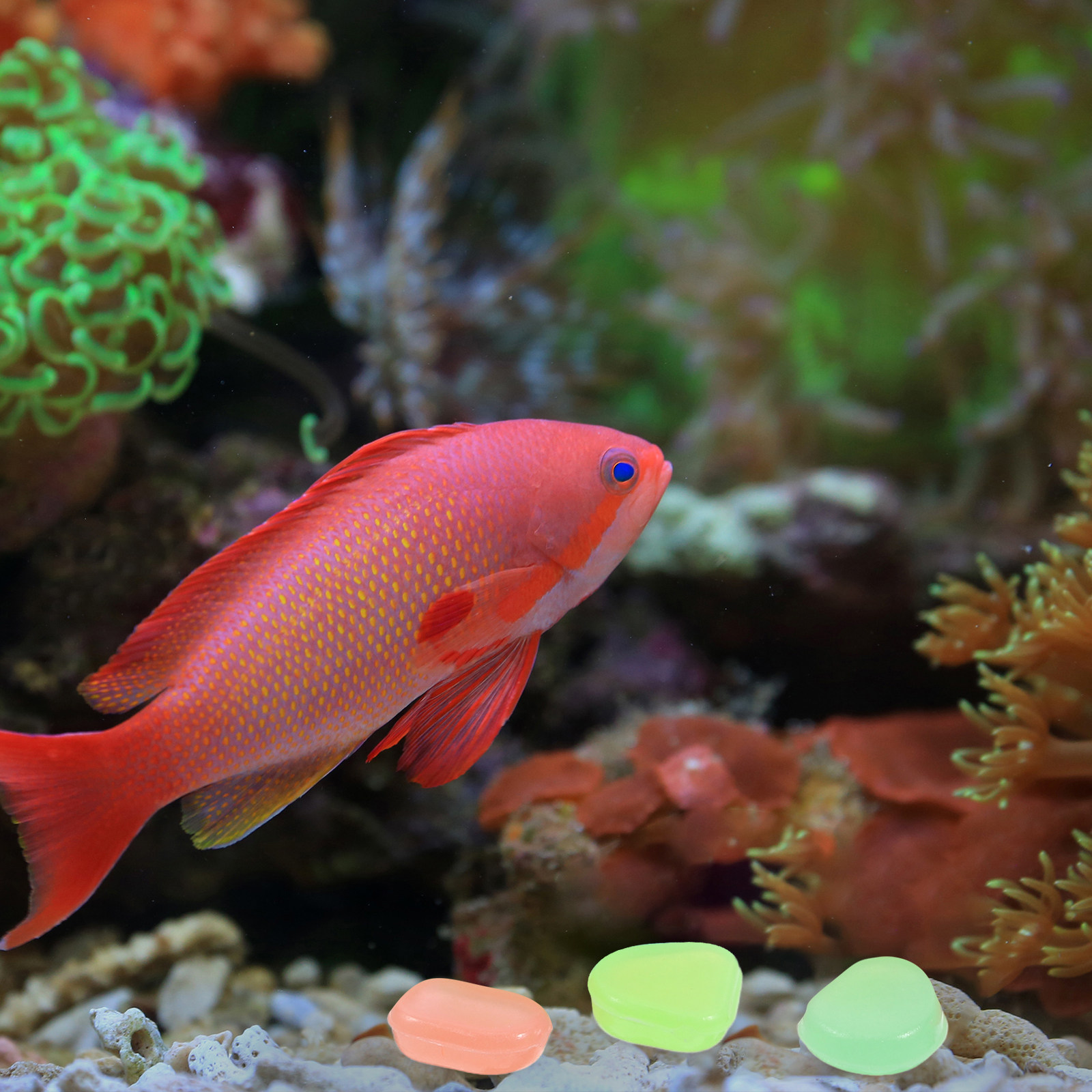 어두운 곳에서 빛나는 400개의 야광 자갈, 어항, 수 - Aquarium Fish Glow In The Dark 리뷰 및 가격