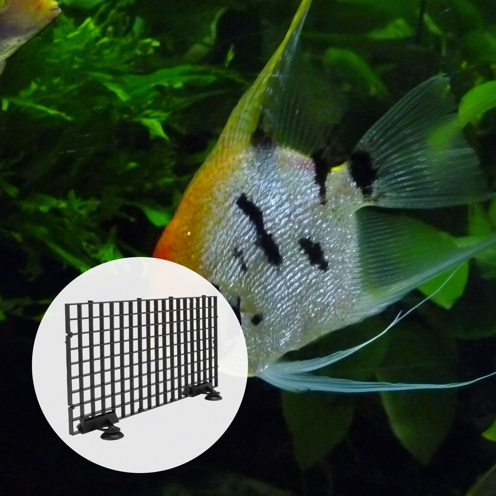 대형 어류 사육망, 수족관 어린어 분리판(클램프 포함) - Aquarium Fish Net Big Size 리뷰 및 가격